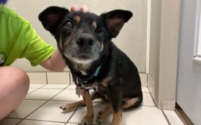 Protecting Your Pet’s Health: Why Current Vaccine Requirements Are Not Optional for Boarding