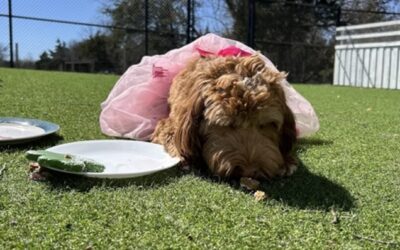 Decoding Your Dog’s Body Language: Five Signs of Grooming Stress