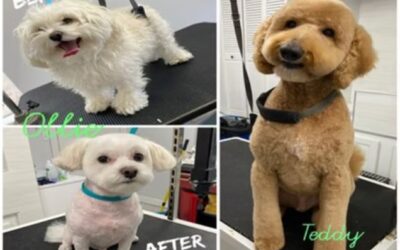 How to Prepare Your Anxious Dog for a Grooming Visit in Frisco