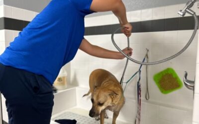Full Groom vs. Basic Bath: Choosing the Right Spa Day for Your Dog in Allen, TX