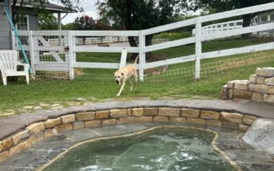 What to Look for During a Grooming Facility Tour in McKinney
