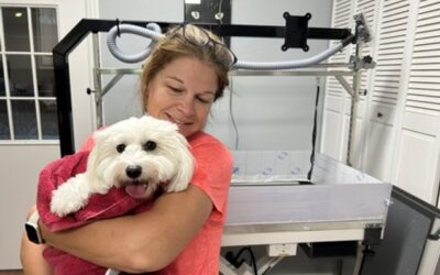 Is Your Dog Stressed? Five Signs of Grooming Anxiety Every Owner Should Know