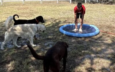 Understanding the ‘Batherbox’ Advantage for Nervous Dogs in McKinney