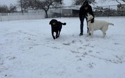 Seasonal Dog Grooming in McKinney: Preparing for Texas Weather