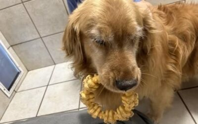 Beyond the Bath: A Guide to Emotional Safety and Anxiety-Free Dog Handling