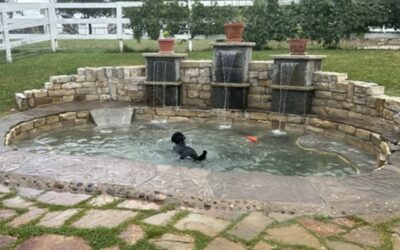 Is Your Dog Ready for Daycare? 5 Signs of “Shut Down” vs. Relaxation