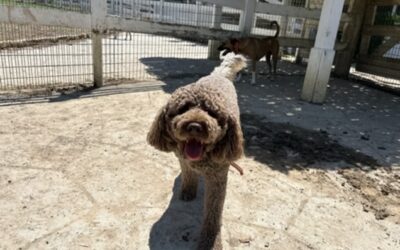 The Truth About “Trial Days”: Why One Visit Isn’t Enough for Anxious Dogs