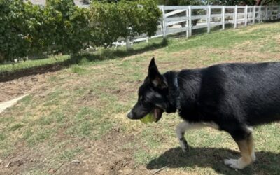 The ‘Tire Them Out’ Myth: Why High-Energy Play Fails Rescue Dogs
