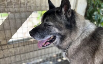 Quiet Time vs. Isolation: Maximizing the Rescue Dog Decompression Protocol
