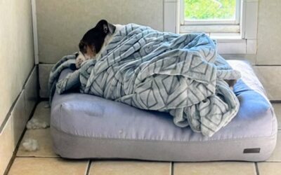First 48 Hours: Integrating the Rescue Dog Decompression Protocol into Your Travel Plans