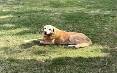 A Shared Decision-Making Guide: Choosing the Right Care for Your Anxious Dog