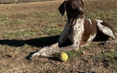 The Failure of ‘Drop and Hope’: Why Your Anxious Dog Needs a Transition Service in McKinney