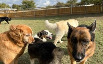 The Danger of Overstimulation: Why the Rescue Dog Decompression Protocol is Critical