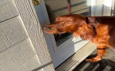 The Door-Closing Moment: Plan a Calm Doggie Daycamp First Visit