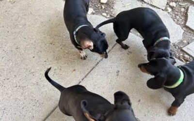 Why Small Play Groups Help Dog Daycare Feel Calmer