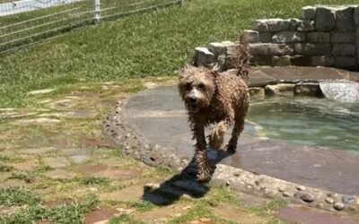 Tired Is Not Enough: What a Stress-Free Dog Daycare Day Needs