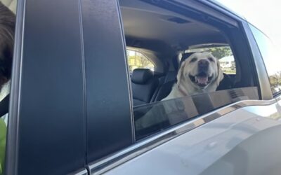 When Should a Puppy Have Its First Professional Groom? A Prosper Parent’s Timeline