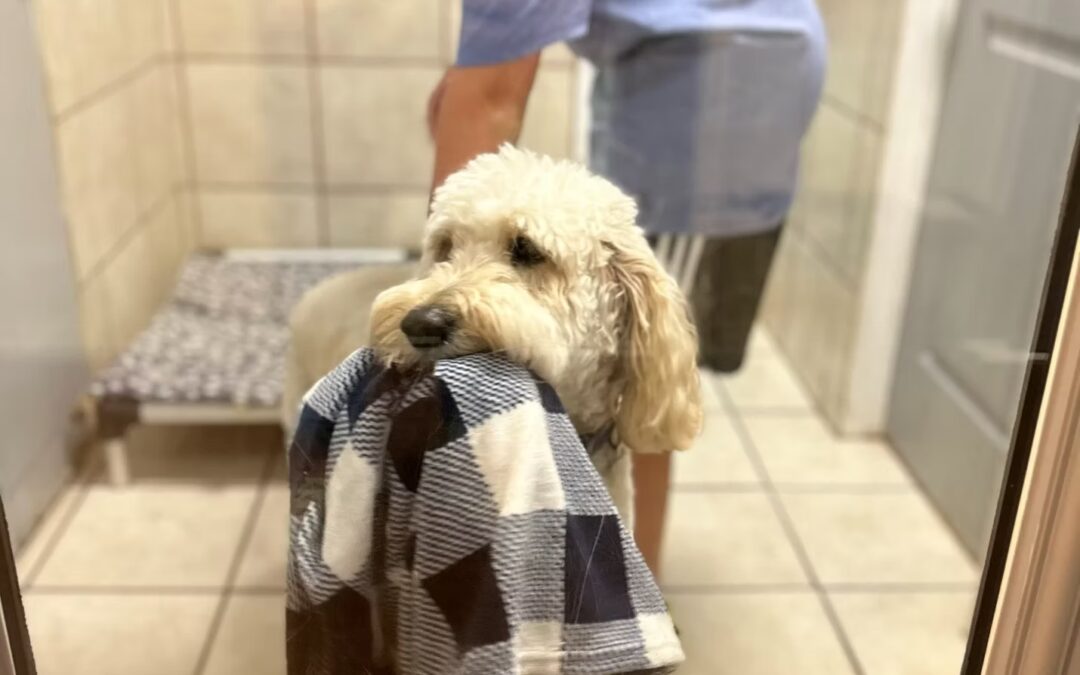 Fluffy white dog holding checkered blanket in mouth in dog boarding suite