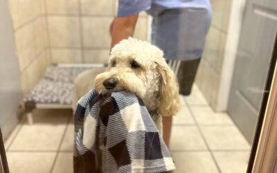 Standing Too Long Causing Distress? Modified Dog Grooming Approaches for Mobility-Limited Seniors
