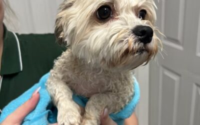 Beyond Aesthetics: How Therapeutic Dog Grooming Techniques Benefit Older Dogs