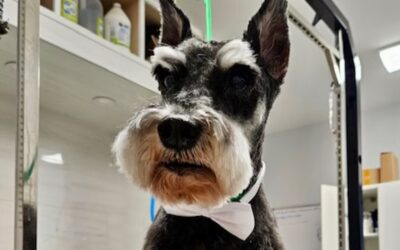 The Dangers of Matting in Dogs and Why Regular Grooming is Essential