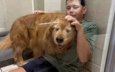 How Professional Dog Grooming Helps Track Age-Related Changes in Your Senior Pet