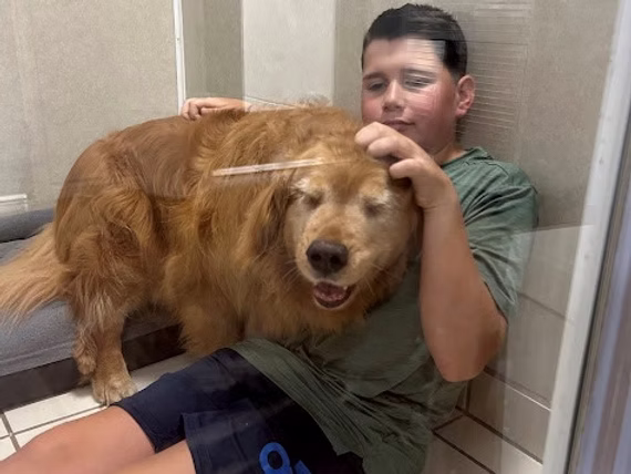 Kid petting golden retriever in dog boarding suite