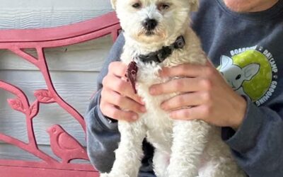 Weight Changes and Mobility: How Dog Grooming Professionals Notice Important Health Indicators