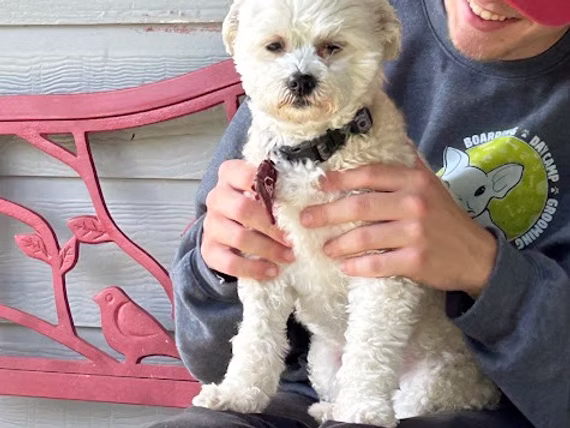 Staff member holding fluffy white dog