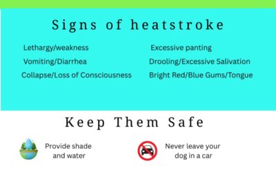 How to Spot Overheating in Dogs: Essential Tips for a Safe Summer