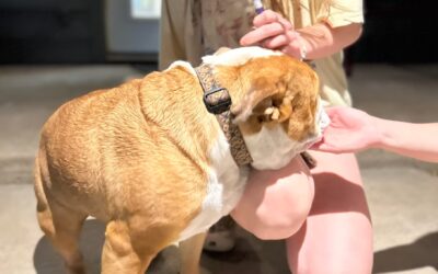 When Should Puppies Start Professional Dog Grooming? Age-Appropriate Introduction Timeline