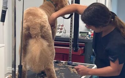 First-Time at the Groomer? What Your Dog Actually Experiences During Professional Grooming