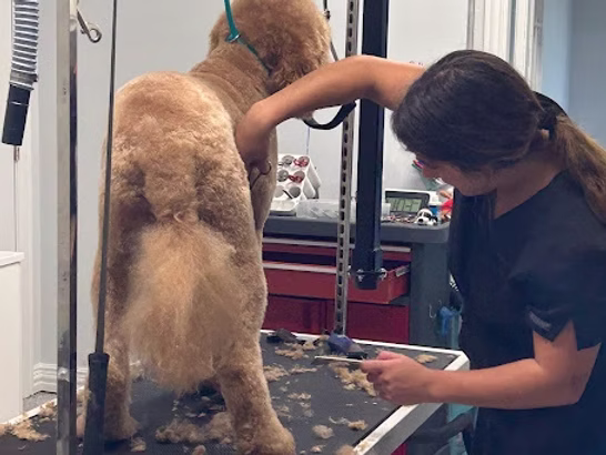 Staff member giving fluffy brown dog a haircut on grooming table