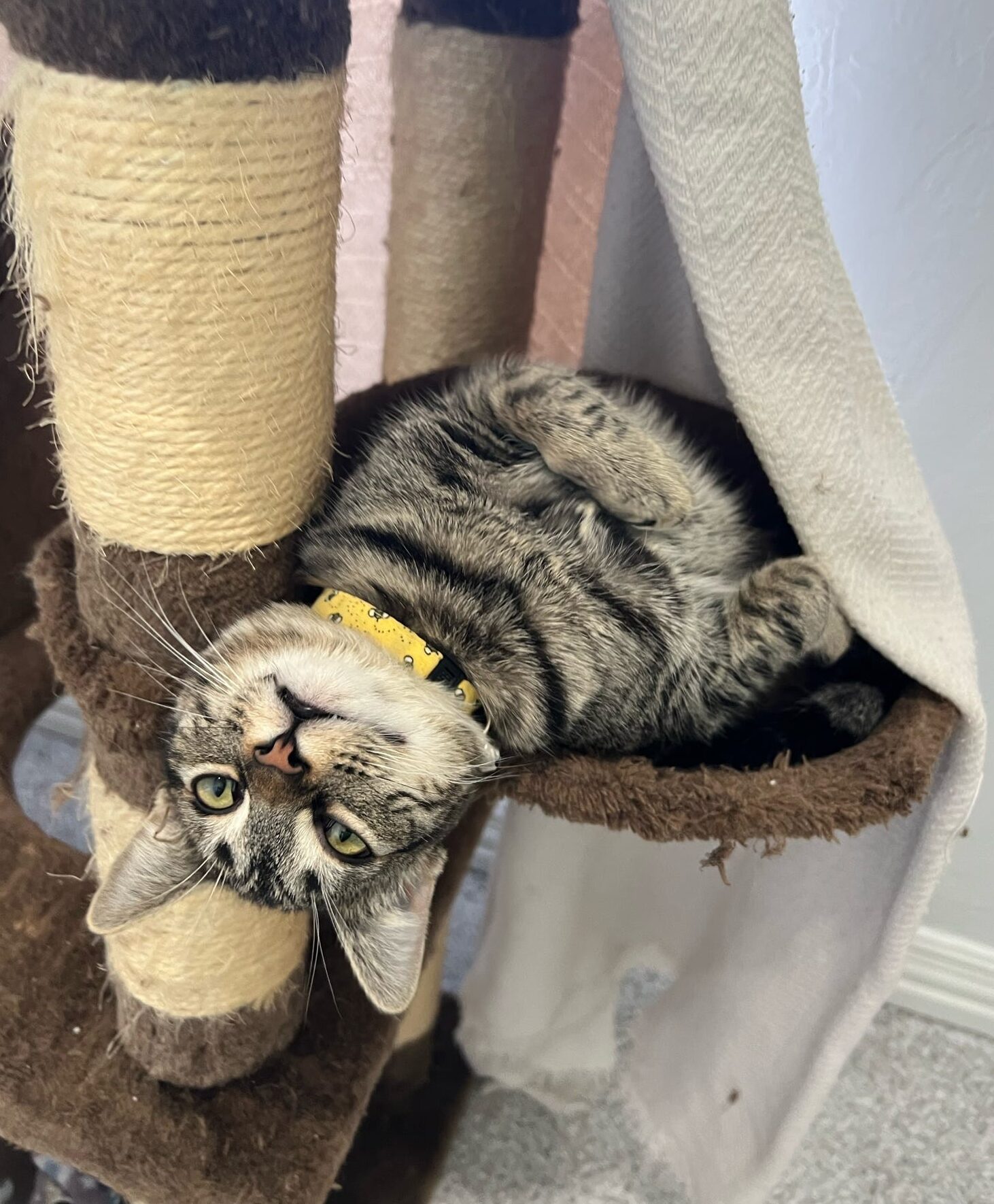 Cat laying in cat tree at Fetch Me Later in McKinney, TX