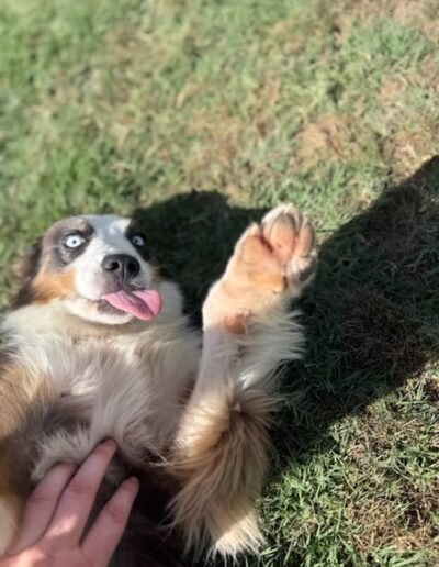 Staff member petting brown and white dog sticking tongue out