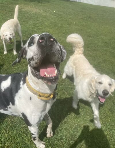 Group of happy dogs playing outside at Fetch Me Later
