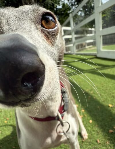 Close up of dog's nose