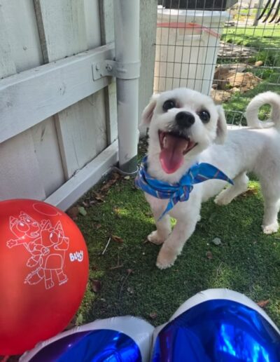 Small white dog playing with red ball outside