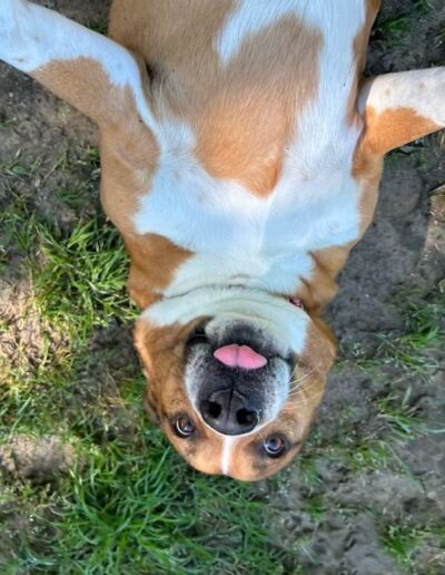 Dog laying in grass and sticking out tongue