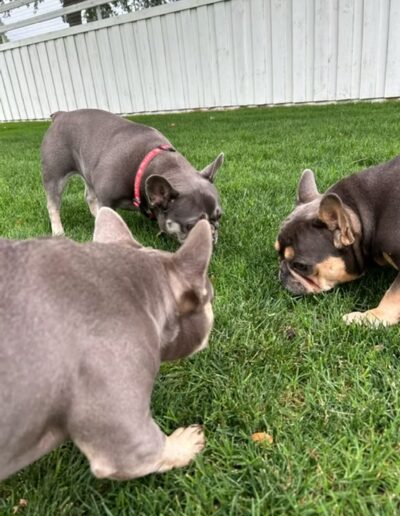 Group of french bulldogs playing outside at Fetch Me Later