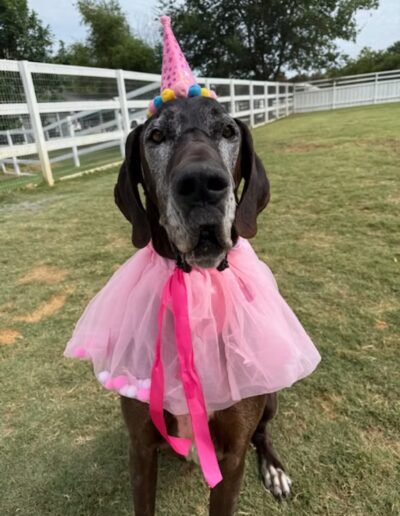 Great Dane wearing pink cape and birthday hat