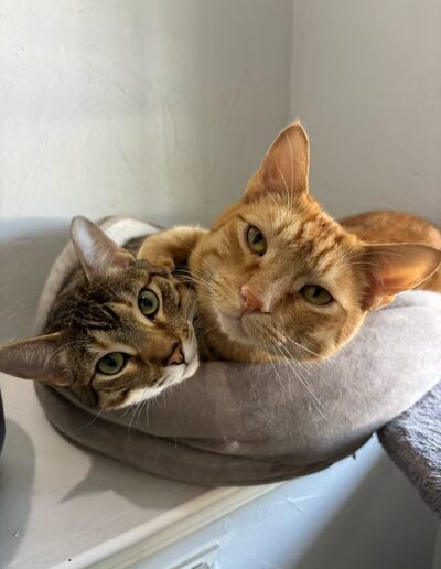 Brown and orange cat laying in cat bed