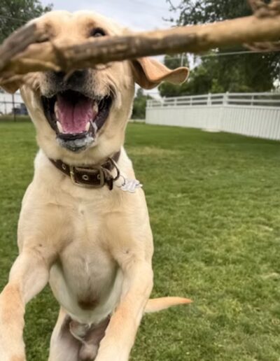 Lab jumping to catch stick