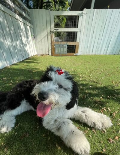 Fluffy black and white dog laying in shade in grass at Fetch Me Later