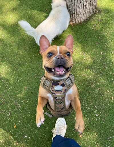 French bulldog wearing harness and smiling at Fetch Me Later