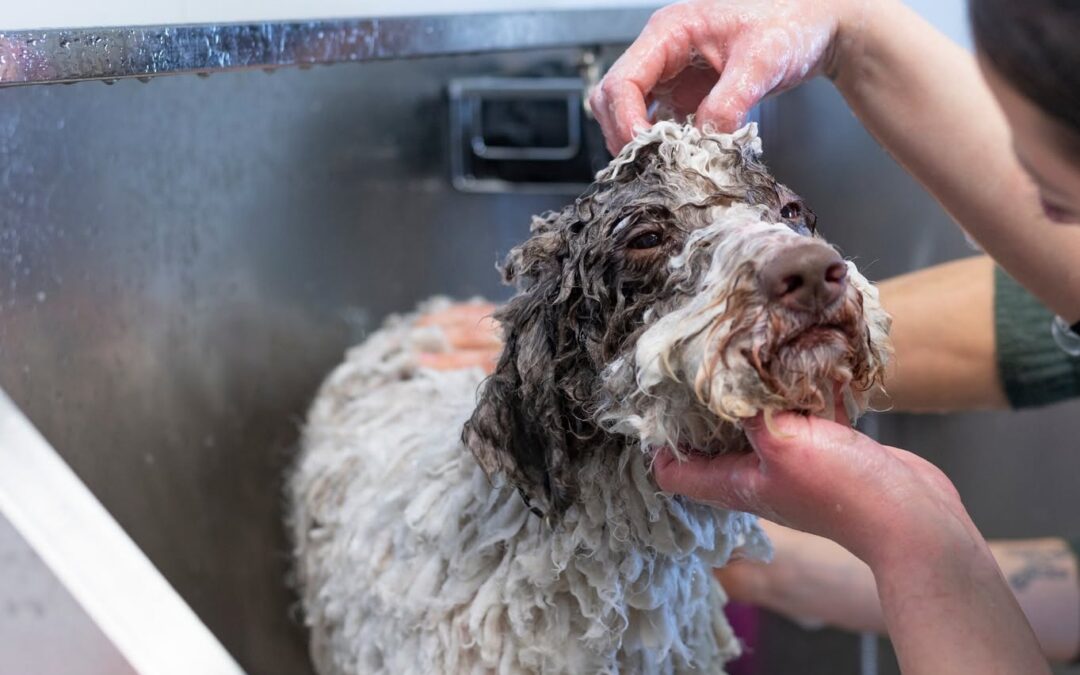Dog Enjoying a Bath in McKinney Texas during their Groom & Play